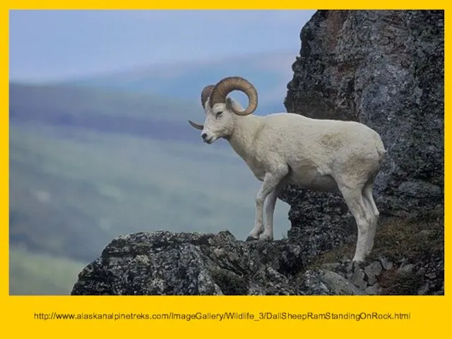 http://www.alaskanalpinetreks.com/ImageGallery/Wildlife_3/DallSheepRamStandingOnRock.html