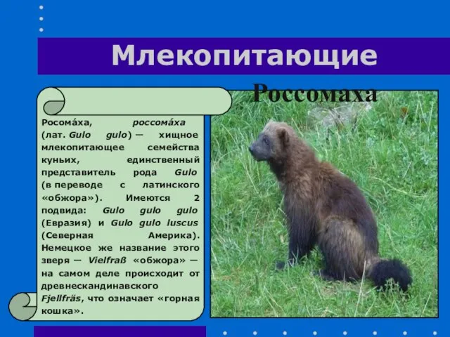 Млекопитающие Россомаха Росома́ха, россома́ха (лат. Gulo gulo) — хищное млекопитающее семейства куньих,