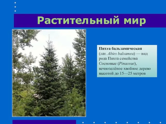 Растительный мир Пихта бальзамическая (лат. Abies balsamea) — вид рода Пихта семейства