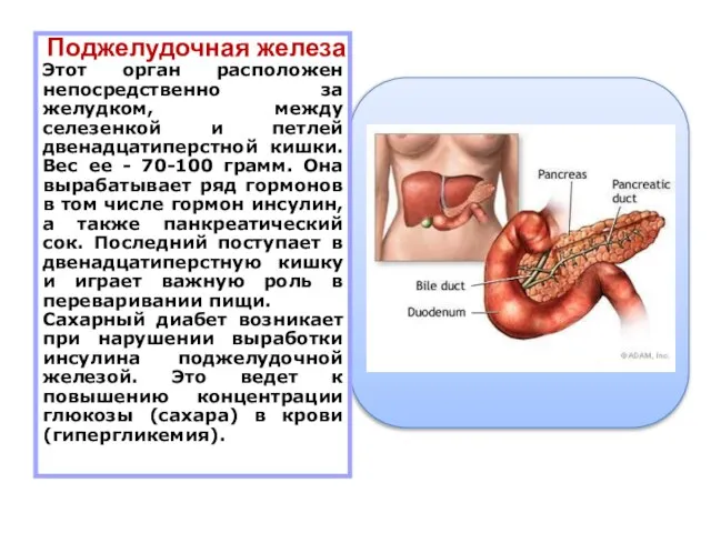 Поджелудочная железа Этот орган расположен непосредственно за желудком, между селезенкой и петлей