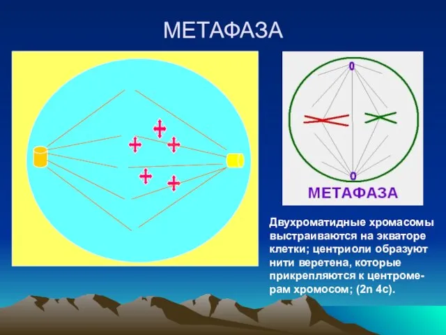 МЕТАФАЗА Двухроматидные хромасомы выстраиваются на экваторе клетки; центриоли образуют нити веретена, которые