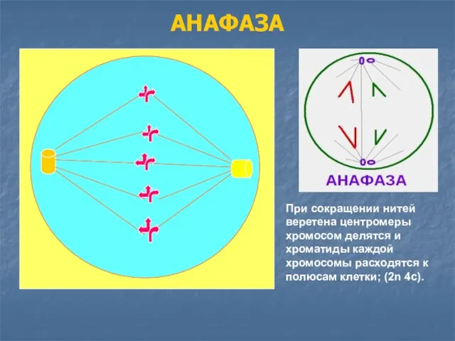 АНАФАЗА При сокращении нитей веретена центромеры хромосом делятся и хроматиды каждой хромосомы
