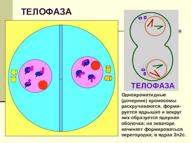 ТЕЛОФАЗА Однохроматидные (дочерние) хромосомы раскручиваются, форми-руется ядрышко и вокруг них образуется ядерная