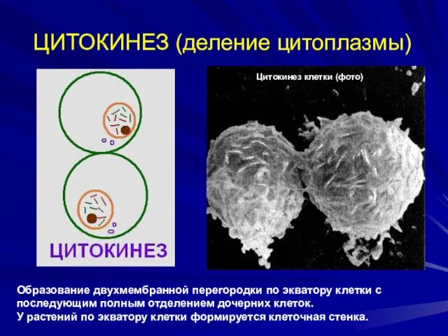 ЦИТОКИНЕЗ (деление цитоплазмы) Образование двухмембранной перегородки по экватору клетки с последующим полным