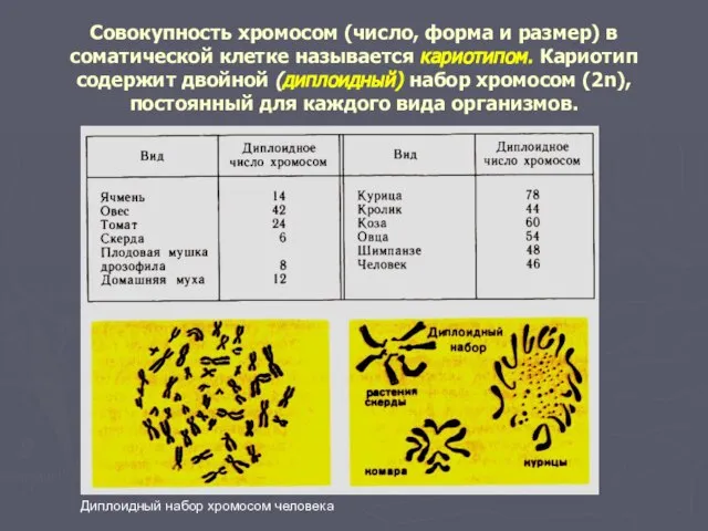 Совокупность хромосом (число, форма и размер) в соматической клетке называется кариотипом. Кариотип