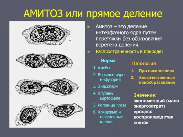 АМИТОЗ или прямое деление Амитоз – это деление интерфазного ядра путем перетяжки