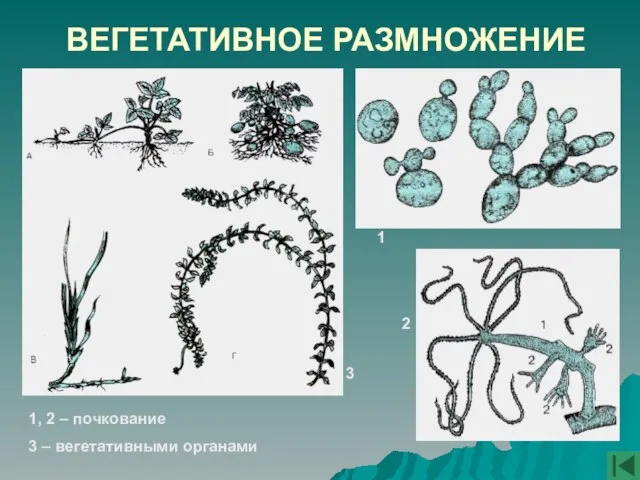 ВЕГЕТАТИВНОЕ РАЗМНОЖЕНИЕ 1 2 3 1, 2 – почкование 3 – вегетативными органами