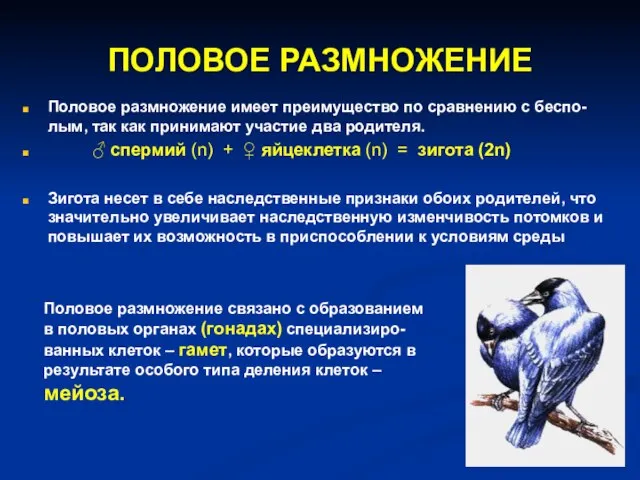 ПОЛОВОЕ РАЗМНОЖЕНИЕ Половое размножение имеет преимущество по сравнению с беспо-лым, так как