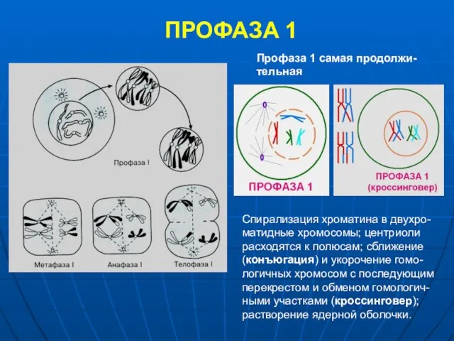 ПРОФАЗА 1 Профаза 1 самая продолжи-тельная Спирализация хроматина в двухро-матидные хромосомы; центриоли