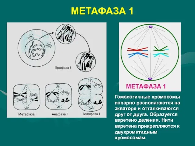 МЕТАФАЗА 1 Гомологичные хромосомы попарно располагаются на экваторе и отталкиваются друг от