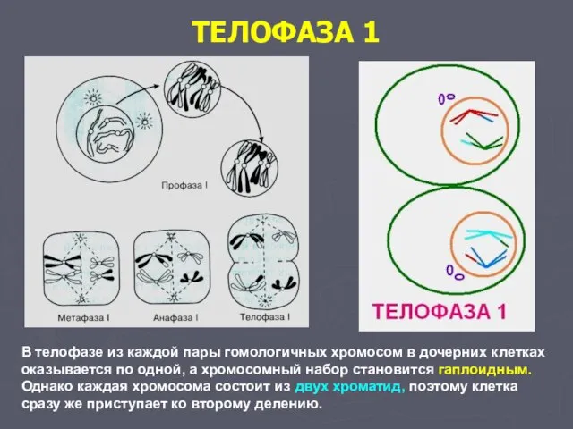 ТЕЛОФАЗА 1 В телофазе из каждой пары гомологичных хромосом в дочерних клетках