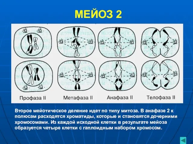 МЕЙОЗ 2 Второе мейотическое деление идет по типу митоза. В анафазе 2