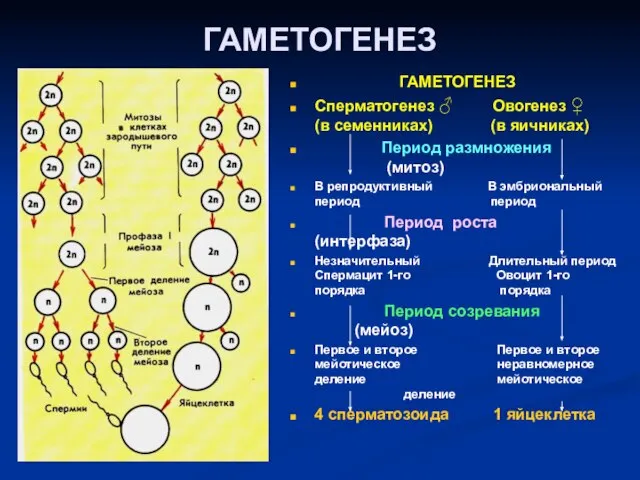 ГАМЕТОГЕНЕЗ ГАМЕТОГЕНЕЗ Сперматогенез ♂ Овогенез ♀ (в семенниках) (в яичниках) Период размножения