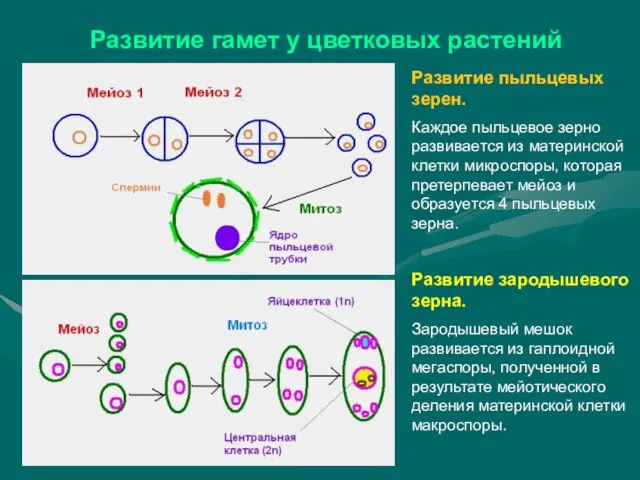 Развитие гамет у цветковых растений Развитие пыльцевых зерен. Каждое пыльцевое зерно развивается