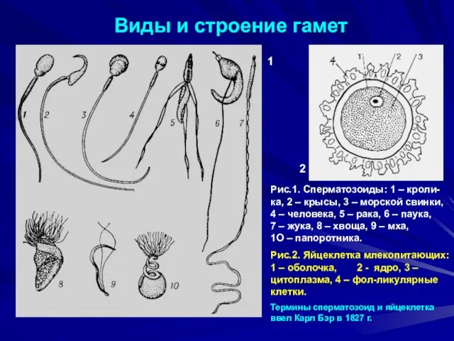 Виды и строение гамет 1 2 Рис.1. Сперматозоиды: 1 – кроли-ка, 2