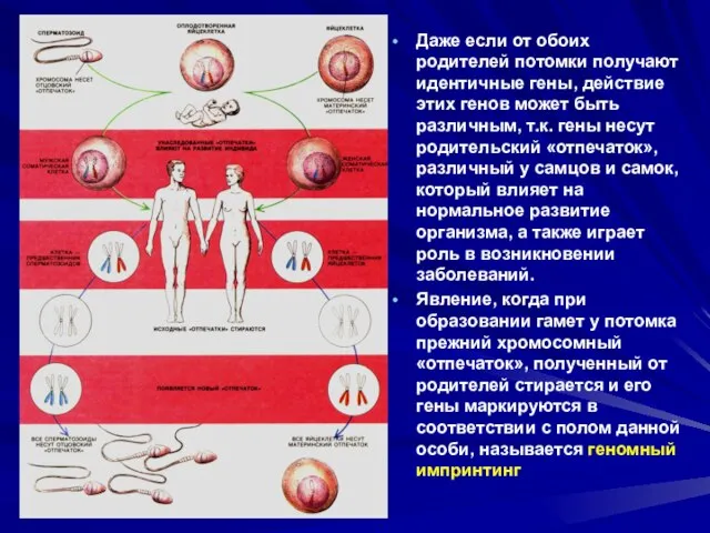 Даже если от обоих родителей потомки получают идентичные гены, действие этих генов