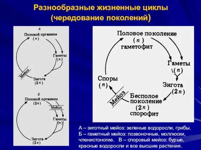 Разнообразные жизненные циклы (чередование поколений) А – зиготный мейоз: зеленые водоросли, грибы.