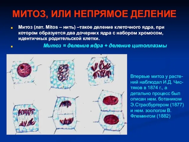 МИТОЗ, ИЛИ НЕПРЯМОЕ ДЕЛЕНИЕ Митоз (лат. Mitos – нить) –такое деление клеточного