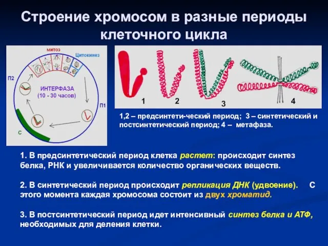 Строение хромосом в разные периоды клеточного цикла 1 2 3 4 1,2