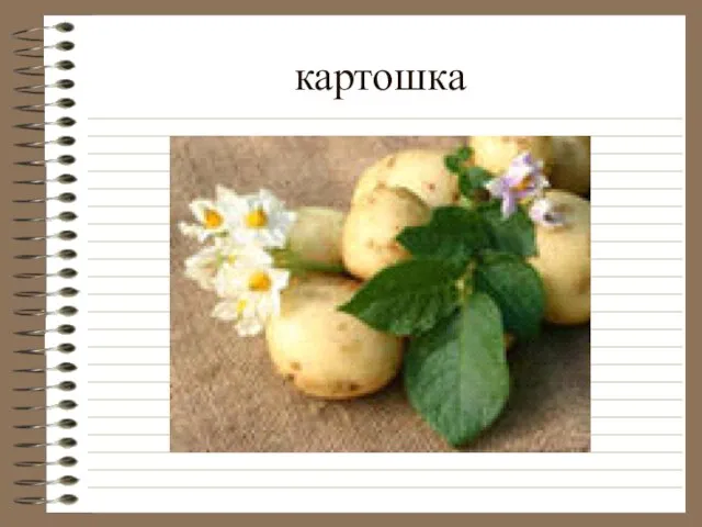 картошка