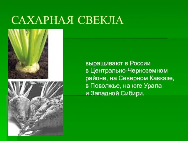 САХАРНАЯ СВЕКЛА выращивают в России в Центрально-Черноземном районе, на Северном Кавказе, в