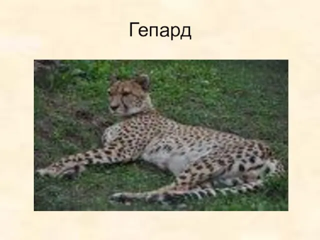 Гепард