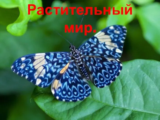 Растительный мир.