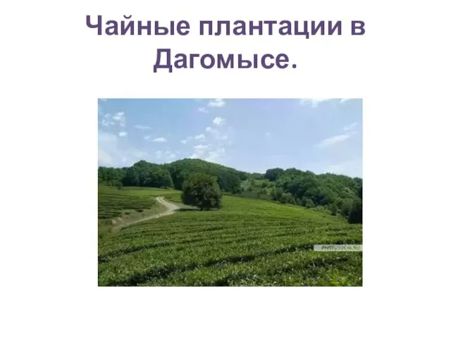 Чайные плантации в Дагомысе.
