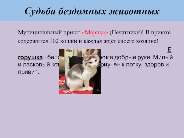 Судьба бездомных животных Муниципальный приют «Марика» (Печатники)! В приюте содержится 102 кошки