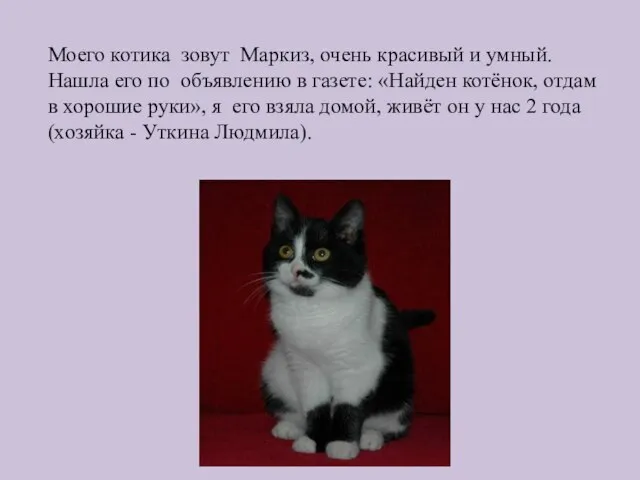 Моего котика зовут Маркиз, очень красивый и умный. Нашла его по объявлению