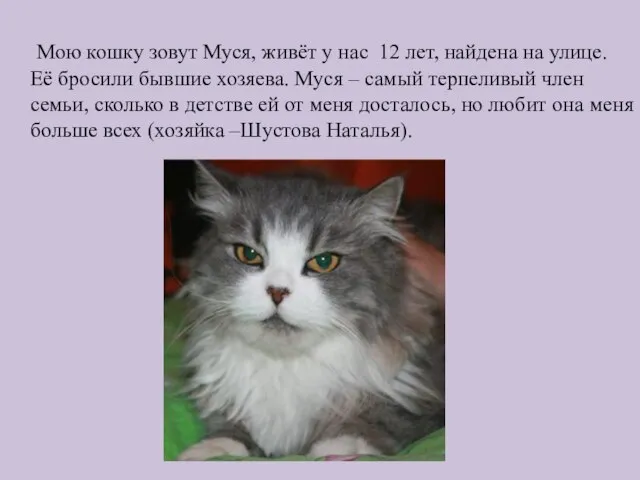 Мою кошку зовут Муся, живёт у нас 12 лет, найдена на улице.