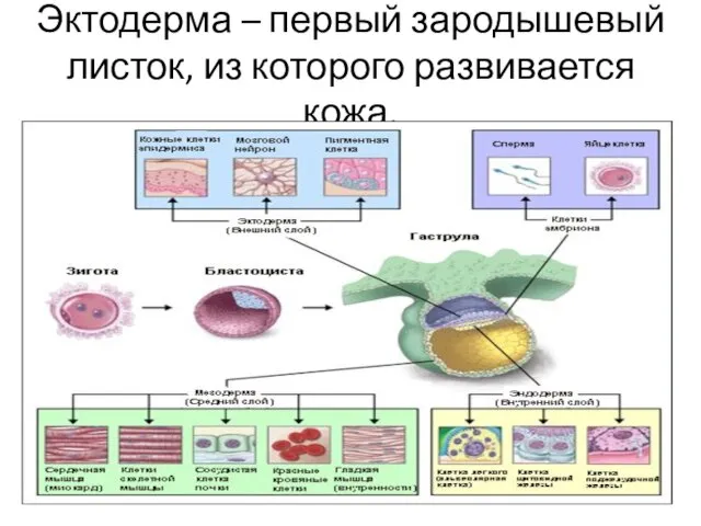 Эктодерма – первый зародышевый листок, из которого развивается кожа.