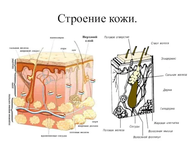 Строение кожи.