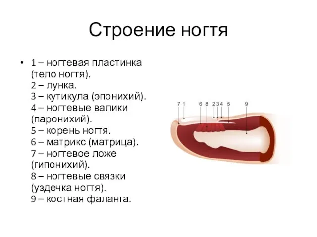 Строение ногтя 1 – ногтевая пластинка (тело ногтя). 2 – лунка. 3