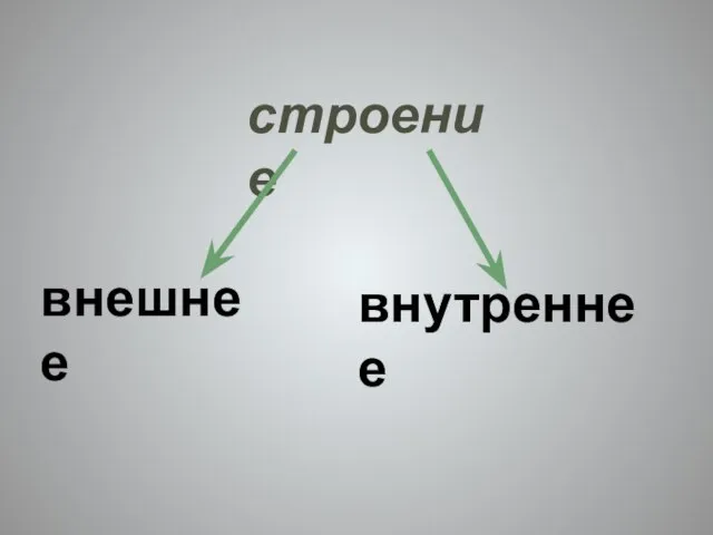 строение внешнее внутреннее