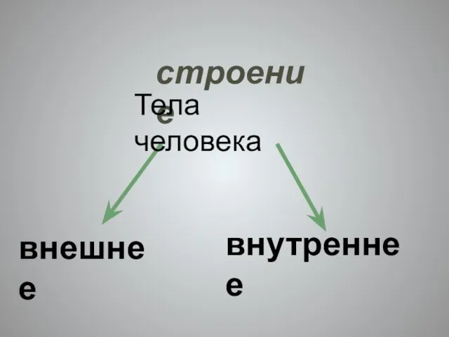 строение внешнее внутреннее Тела человека