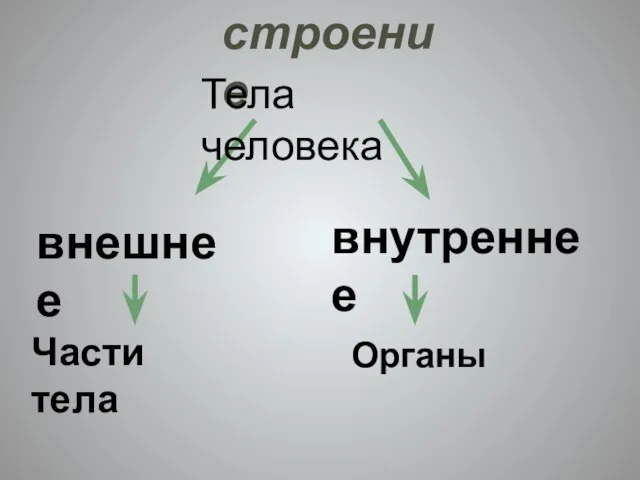 строение внешнее внутреннее Тела человека Части тела Органы