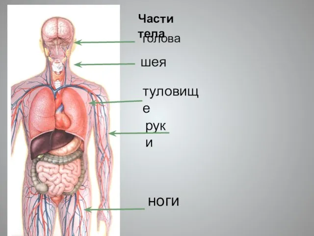 Части тела голова шея туловище руки ноги