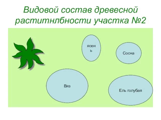 Видовой состав древесной раститнлбности участка №2 Сосна Ель голубая Вяз ясень