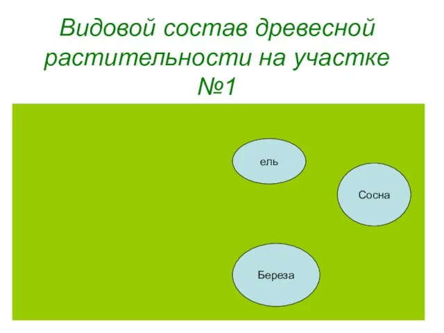 Видовой состав древесной растительности на участке №1 ель Береза Сосна