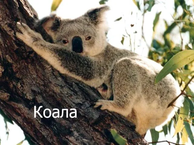 Коала