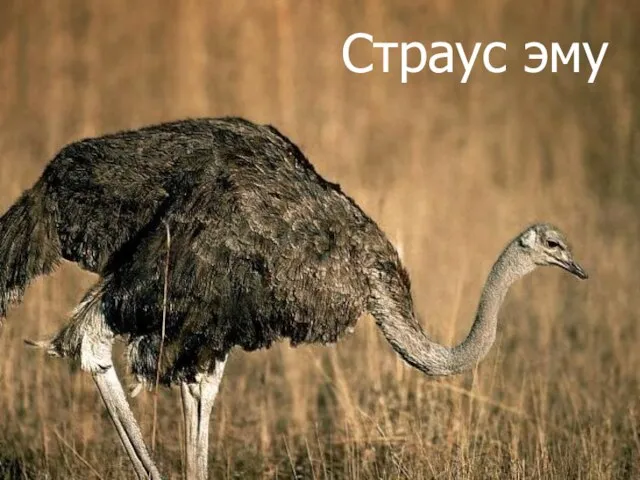 Страус эму