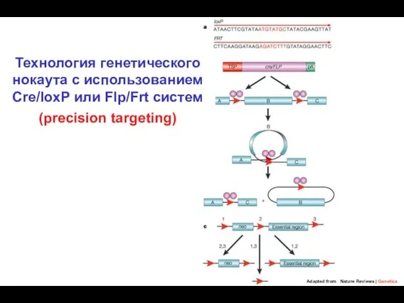Технология генетического нокаута с использованием Cre/loxP или Flp/Frt систем (precision targeting) Adapted