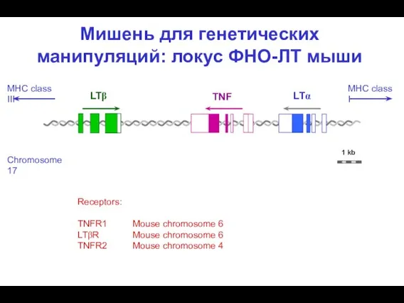 Мишень для генетических манипуляций: локус ФНО-ЛТ мыши LTβ LTα TNF 1 kb