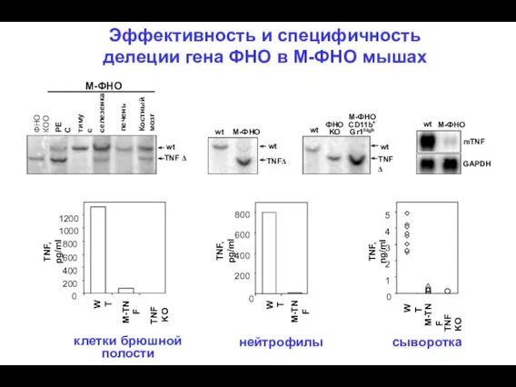 Эффективность и специфичность делеции гена ФНО в М-ФНО мышах 0 200 400