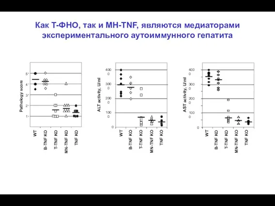 Pathology score ALT activity, U/ml T-TNF KO B-TNF KO TNF KO MN-TNF