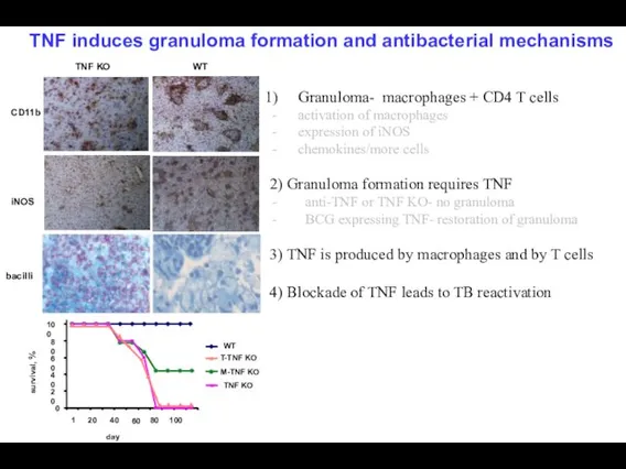 TNF KO WT CD11b iNOS bacilli TNF induces granuloma formation and antibacterial