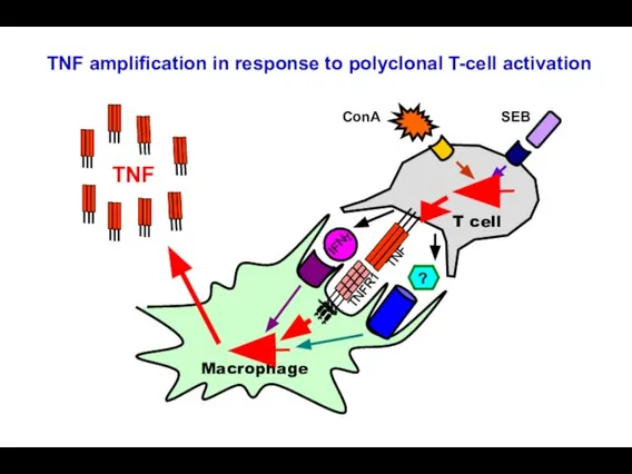 T cell TNF TNF Macrophage SEB ? IFNγ ConA TNF amplification in