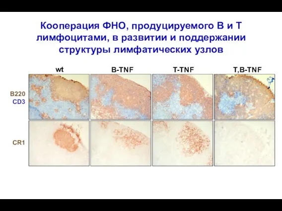 Кооперация ФНО, продуцируемого В и Т лимфоцитами, в развитии и поддержании структуры