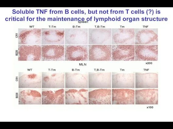 Soluble TNF from B cells, but not from T cells (?) is
